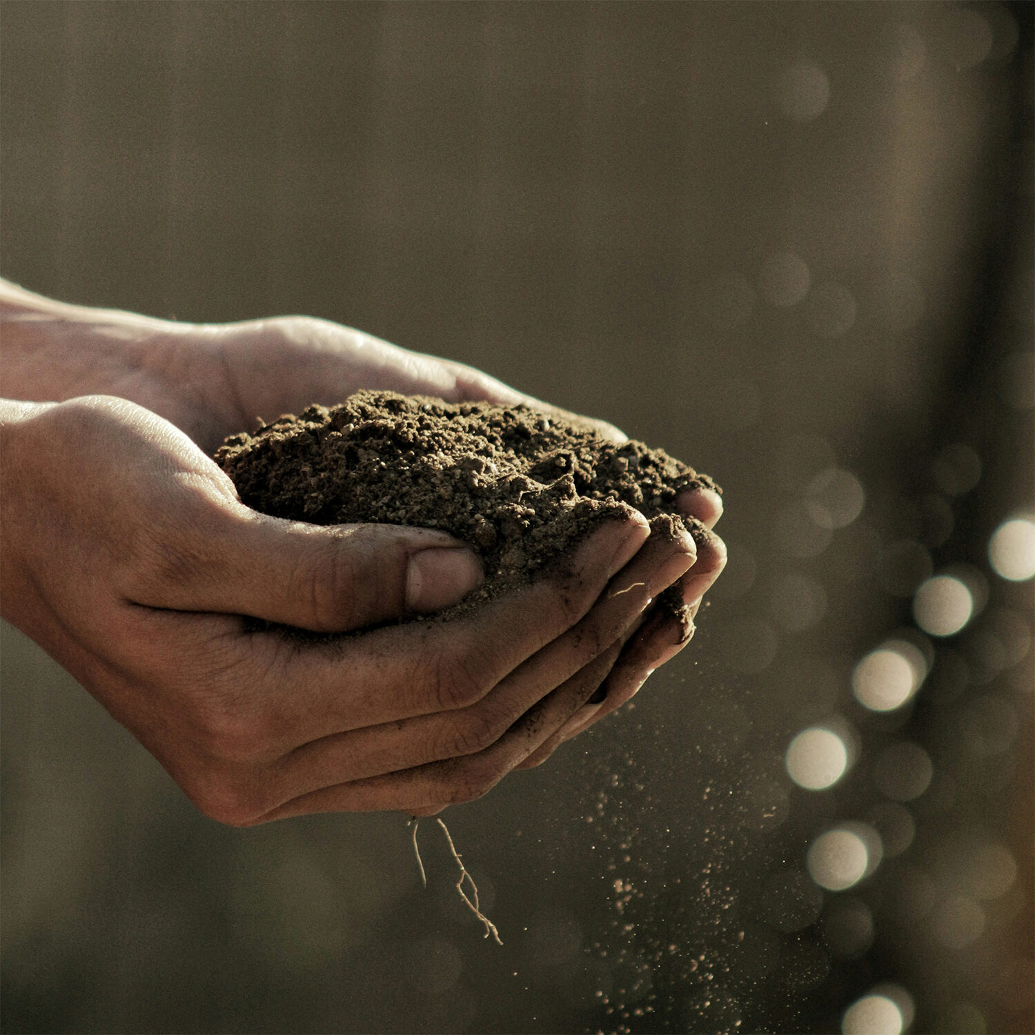 Person holding dirt in both hands with the sun shining on them.